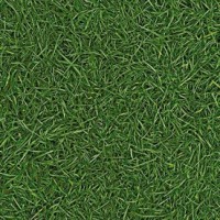 Grass 25